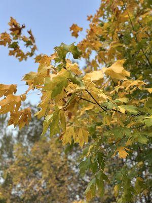 Photo of Isabella E.