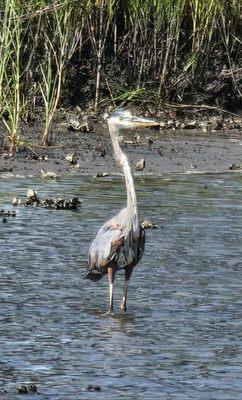 photo of Linda Francis ..