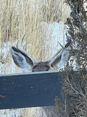 photo of Virginia B.