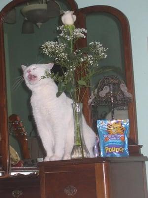 photo of Humanity F.