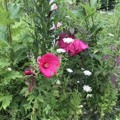 photo of Jean Baldridge Y.