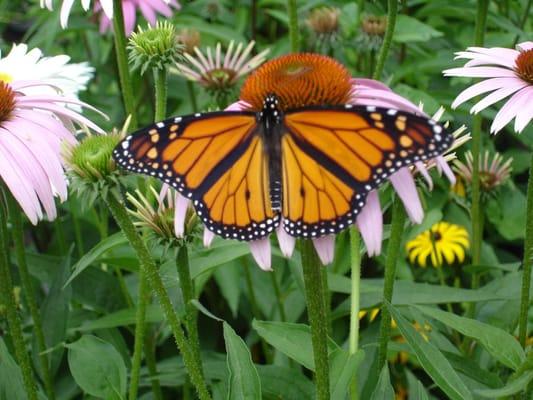 photo of Downeast K.