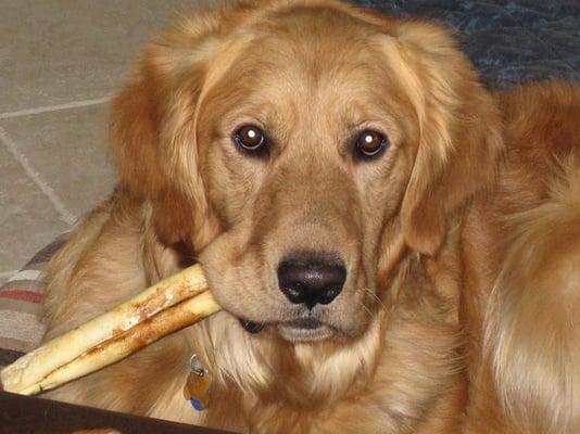 Photo of Golden B.