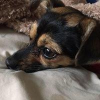 photo of Dawn La Croix S.