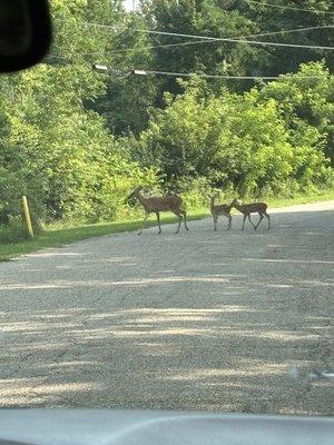 photo of ruthlessfax f.