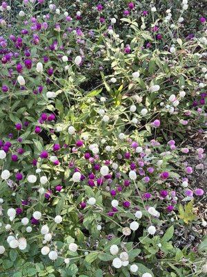 photo of Makenzie E.