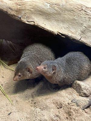 photo of Lysander P.