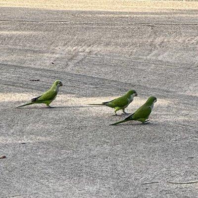 photo of Aunt Sigi P.