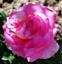 photo of Elizabeth T.