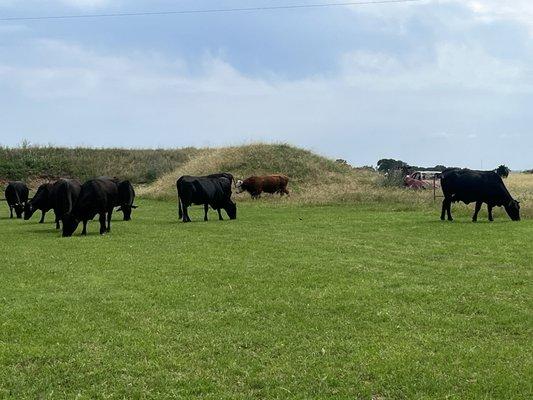 photo of Princesa R.