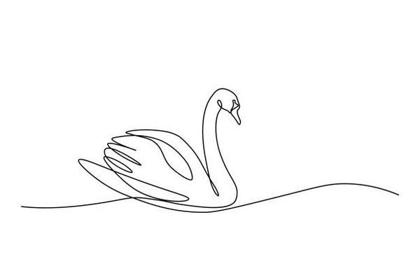 photo of Swan ..