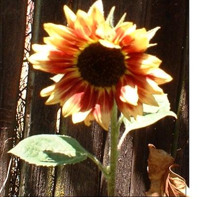 photo of Catherine S.