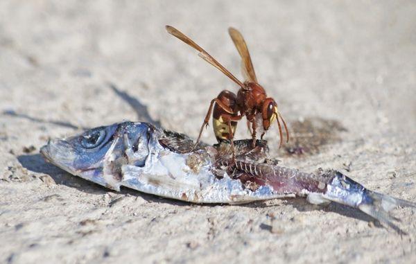 photo of TheBrutal B.