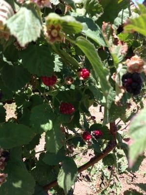 photo of Mastercraft R.