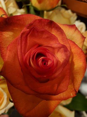 Photo of Rose C.