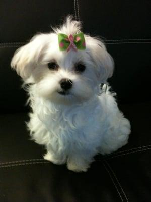 Photo of Phung T.
