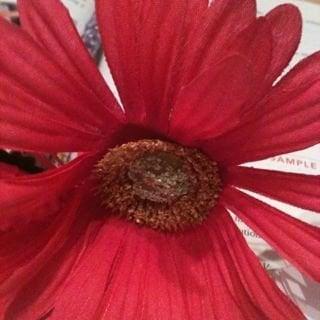 photo of Sunflower V.