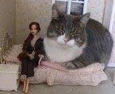 photo of Chisquared100 ..