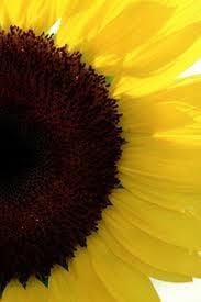 Photo of Sun F.