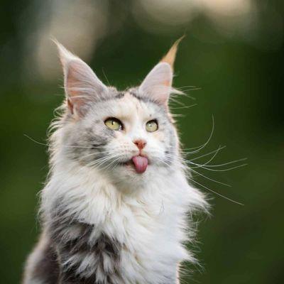 photo of Addriana G.