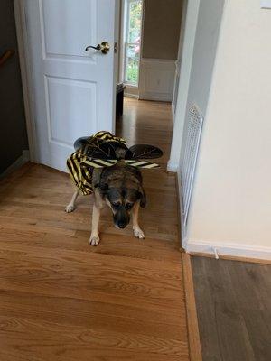 photo of Istmania B.