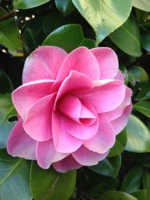 photo of Holy Basil R.