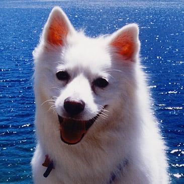 photo of WolfDown D.