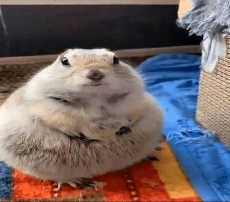 photo of drippy drippy f.