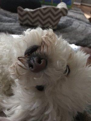 Photo of Princess P.