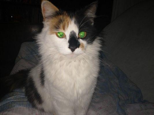 photo of Cashmere C.