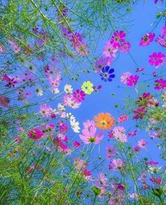 Photo of Mary Jane B.