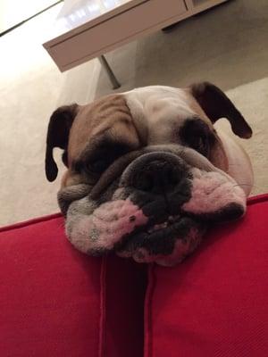 photo of mei shan c.