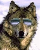 photo of wolf s.