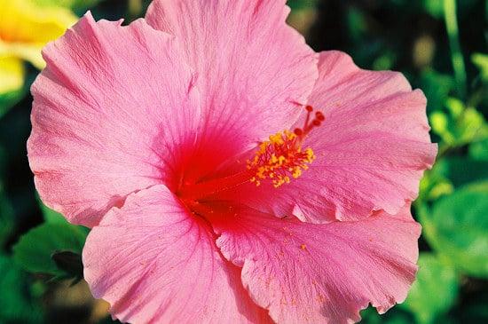 photo of FoodforLife A.