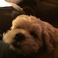 Photo of Cindy C.