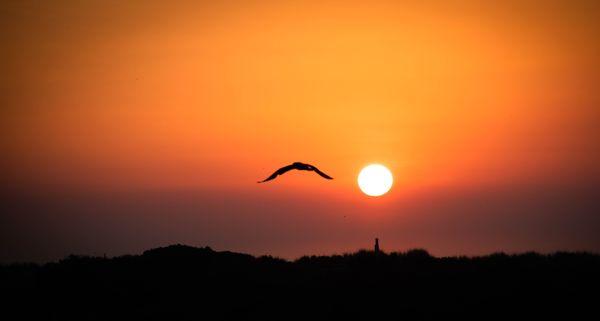 photo of Preserved M.