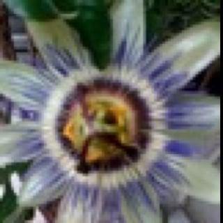 photo of Caroline R.