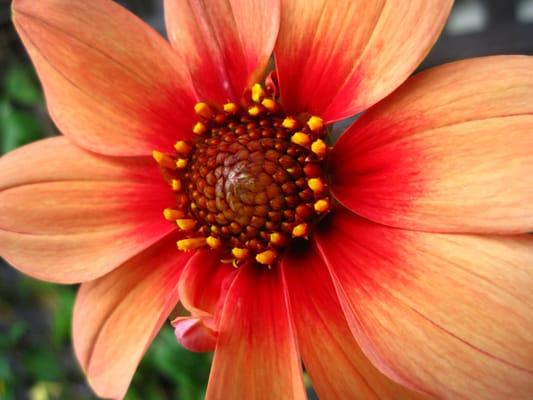 photo of Elizabeth T.