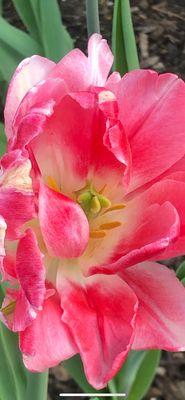 photo of Danielle F.