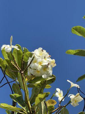 photo of Angelina W.