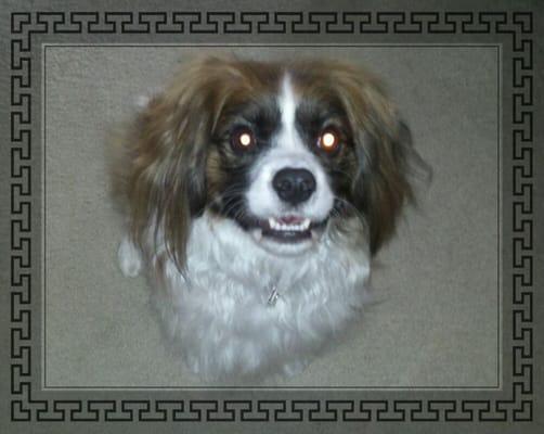Photo of American G.