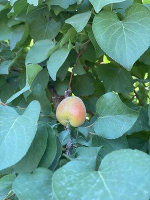 photo of Manushak A.