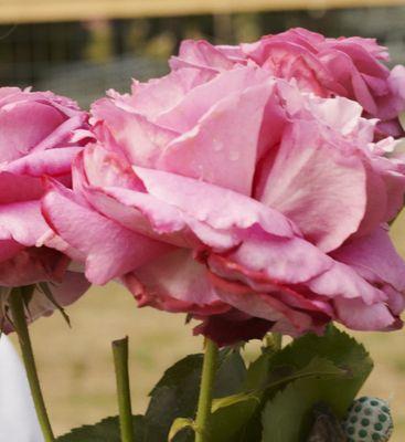 photo of Chris And Maiko H.