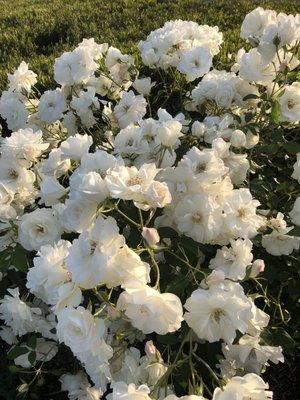 photo of Mommy Of 2 D.