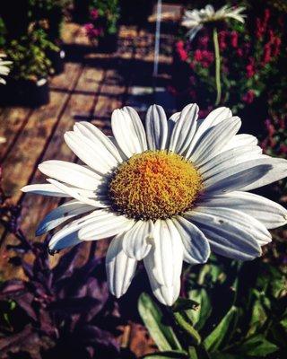 photo of Abandoned P.