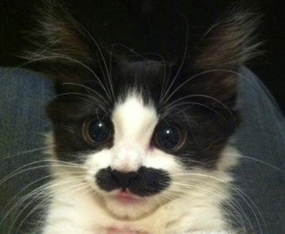 Photo of T C.