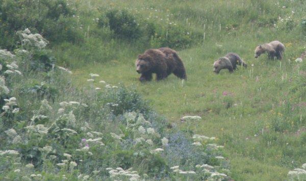 Photo of Grizzly B.