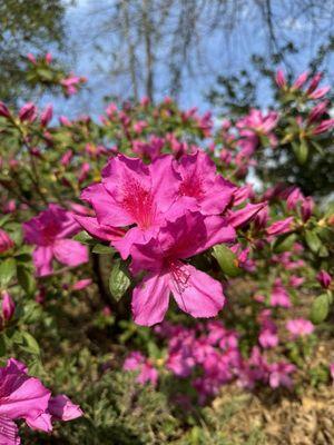 photo of Somujjwal D.