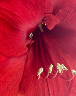 Photo of Chicago Writer P.