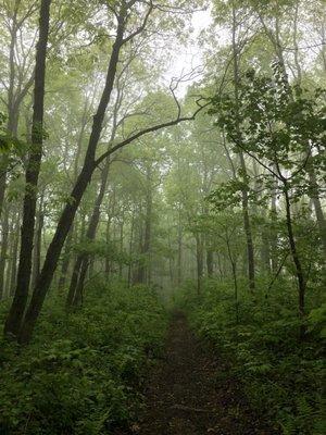 photo of Jennifer L.